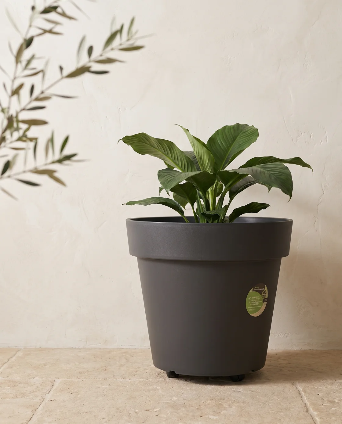Vaso Bari escuro com uma planta de folhas largas, em ambiente interno