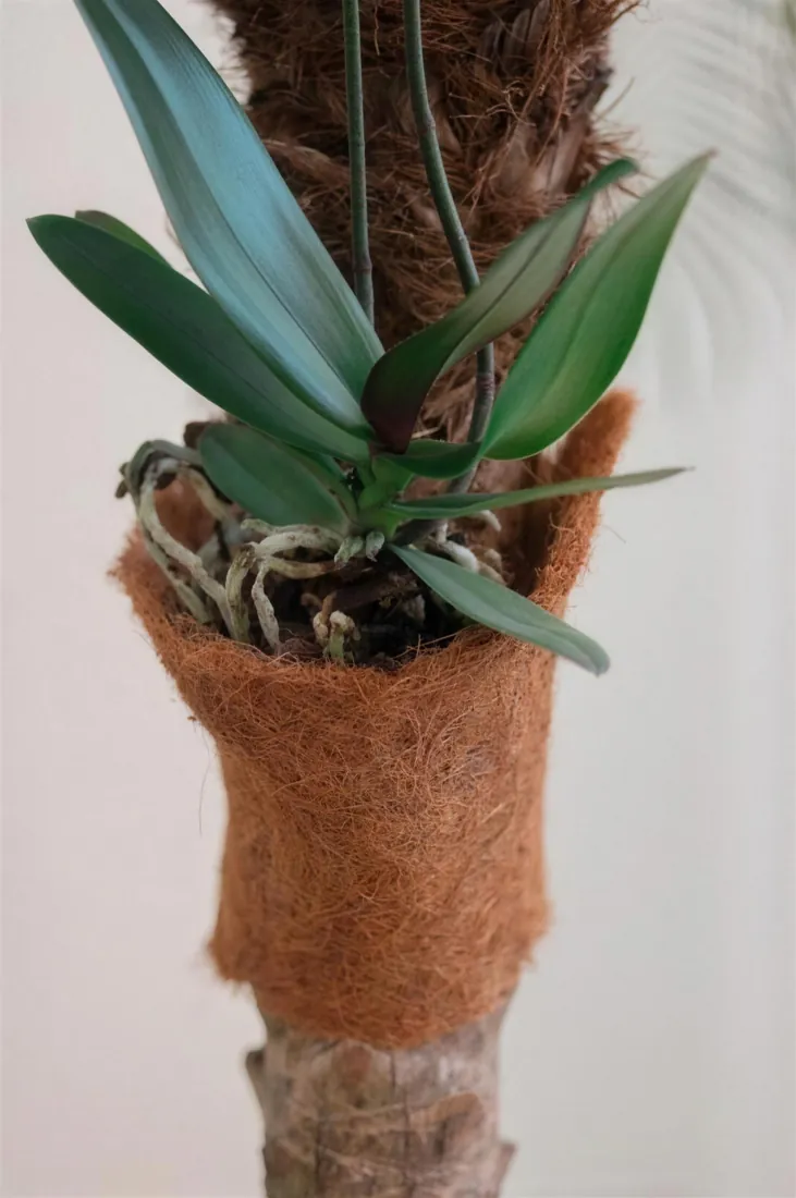 Orquídea fixada no tronco com o fixador de fibra de coco